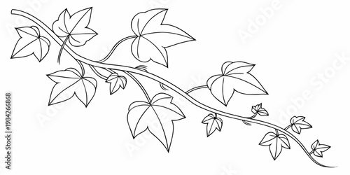 Ornate ivy vine border element sketch with ornament botanical decoration illustration minimalist silhouette climbing background isolated decorative detailing evergreen