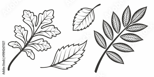 Set of decorative hand drawn leaf sketches in monochrome outline style with botanical monochrome collection illustration decorative isolated ornamental creative decoration
