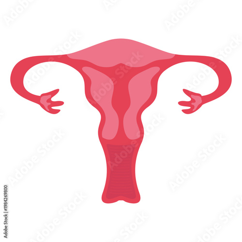Female Reproductive System Anatomy Vector