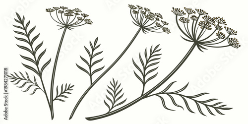 Hand drawn floral line art set featuring dill or fennel herbs and wildflower umbel blossoms botanical wildflower illustration isolated herbaceous decorative stylized