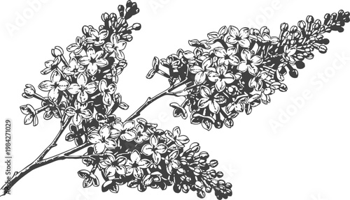 Vintage illustration of lilac flower branch with detailed small clustered blossoms and leaves design