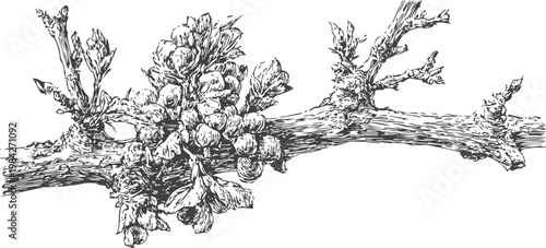 Detailed botanical illustration of a fig branch with ripe and unripe figs in black and white ink drawing