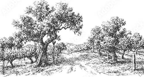 Hand drawn olive grove with dirt pathway and old olive trees in mediterranean countryside landscape