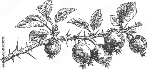 Botanical illustration of thorny branch with round fruits and detailed leaves, vintage drawing