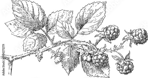 Detailed hand drawn illustration of a raspberry branch with leaves and ripe berries