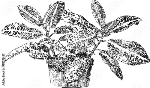 Rubber plant indoor potted foliage tropical houseplant with large glossy leaves and textured pattern