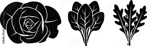 Cabbage spinach and arugula leaves vector silhouettes for fresh salad.