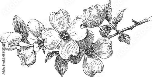 Dogwood branch with blooming flowers and leaves detailed vintage botanical illustration