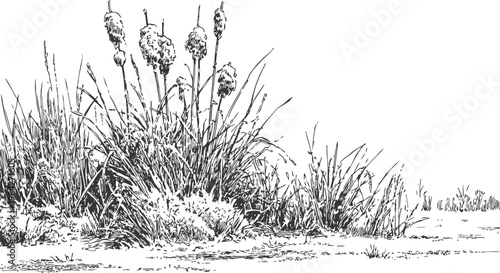 Marsh grasses and cattails growing densely near water edge, natural wetland plant habitat