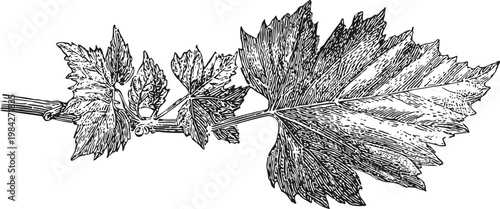 Vintage engraving of grapevine branch with detailed leaves and tendrils botanical illustration