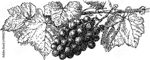 Vintage grapevine illustration with bunch of grapes and detailed vine leaves in black and white