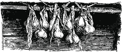 Drying garlic bulbs hanging on wooden beam vintage hand drawn spice illustration traditional natural food preservation