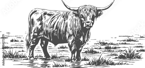 highland cow standing in grassy field vintage black and white illustration of longhorn cattle on pasture