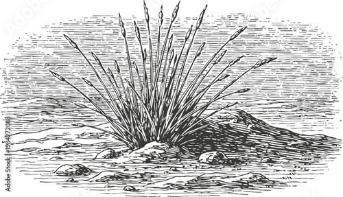 desert grass clump illustration with dry soil and scattered stones natural arid landscape vegetation