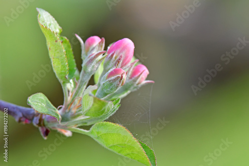 apple blossom buds in spring in Germany