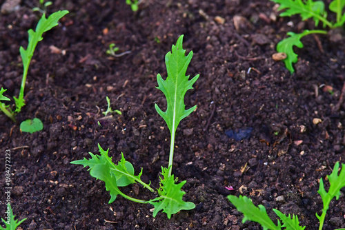 Asia Mizuna salad in a greenhouse in spring
