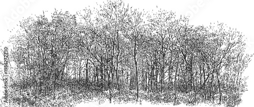 Detailed black and white ink illustration of a dense forest of bare trees with intricate branches and undergrowth