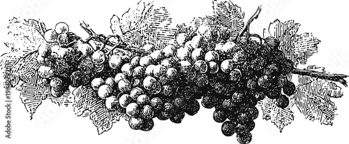 Vintage grapevine illustration with ripe grape clusters and leaves detailed botanical drawing