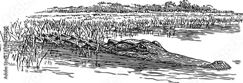 Alligator partially submerged in swamp water surrounded by tall grasses and marsh vegetation