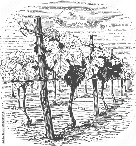 Grape vineyard rows with wooden stakes and lush leaves under a bright sky