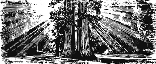 Giant redwood trees in forest with sun rays shining through dense tall trunks and foliage