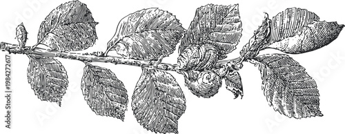 detailed vintage illustration of a hazelnut branch with leaves and nuts