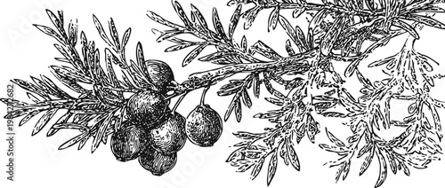 Olive tree branch with ripe olives and detailed leaves sketch botanical illustration