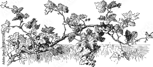 grape vine with leaves and clusters of grapes in black and white vintage botanical illustration