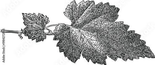 Detailed black and white illustration of a nettle leaf with stem and serrated edges