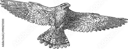 Detailed black and white illustration of a hawk in flight with spread wings and sharp gaze