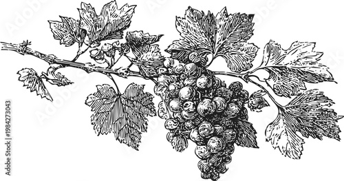 Vintage grapevine illustration with ripe grape cluster and detailed leaves