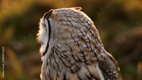Owl in natural habitat at sunset