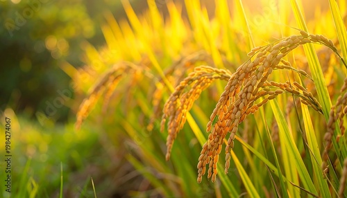 Golden rice stalks glow in sunlit field. Bokehs add depth. Warm, inviting agricultural scene