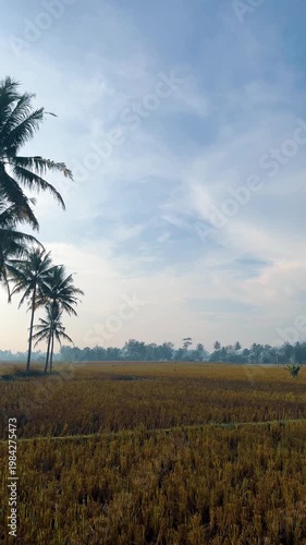 Beautiful Tropical Landscape with Mountain and Golden Rice Field