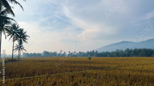 Beautiful Tropical Landscape with Mountain and Golden Rice Field