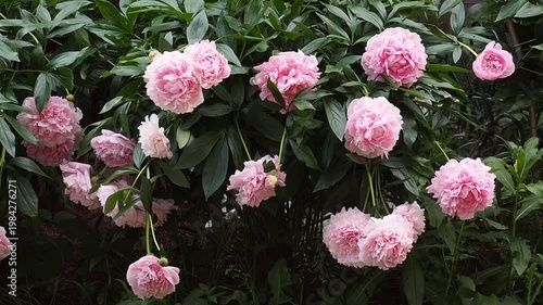 Beautiful pink peony flowers bloom in the garden. Close up of flowering peony bushes.