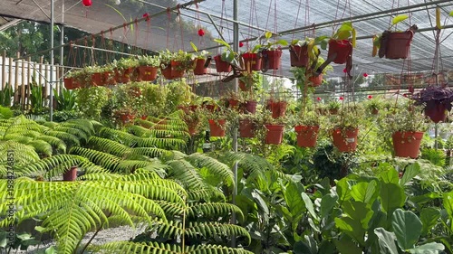 Variety of potted plants in outdoor flower nursery or garden centre.