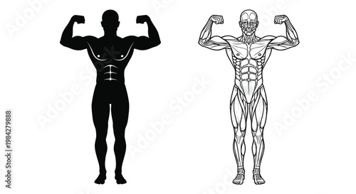 A striking visual comparison showcases a muscular man s form juxtaposing a stark black silhouette against a detailed anatomical drawing silhouette high quality professional