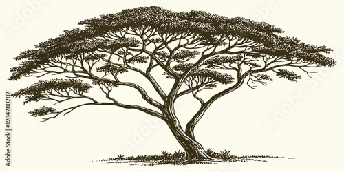 Detailed hand drawn sketch of a large acacia tree in savannah style with black white tree illustration savannah illustration botanical wildlife landscape woodland environment monochrome