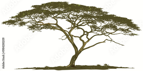 Illustration of a single isolated flat-topped acacia tree with silhouette wilderness isolated botanical landscape environment outdoors illustration ecological woodland tropical flat-top