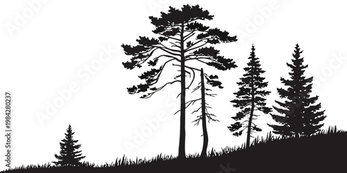 Black and white silhouetted landscape featuring multiple coniferous trees on a grassy terrain high contrast silhouette landscape wilderness illustration outdoors woodland coniferous evergreen