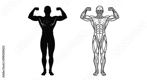 A striking visual comparison of a muscular physique presented as a dark silhouette alongside a detailed anatomical illustration silhouette high quality professional modern elegant