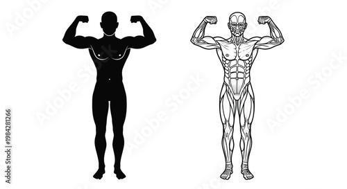 A striking comparison of a muscular physique presented as both a solid black silhouette and a detailed anatomical illustration silhouette high quality professional modern