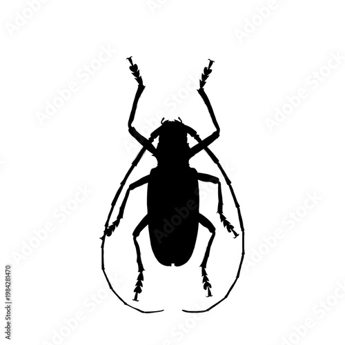 Longhorn beetle silhouette, vector illustration