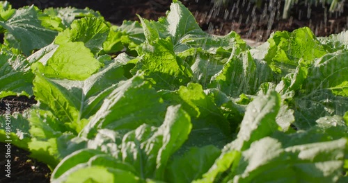 Leafy green plants getting watered by sprinkler in sunlit garden bed, droplets sparkling