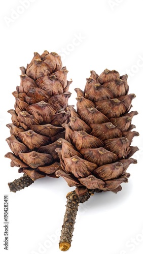 Two brown, closed pinecones with short stems isolated on a white backdrop, casting shadows