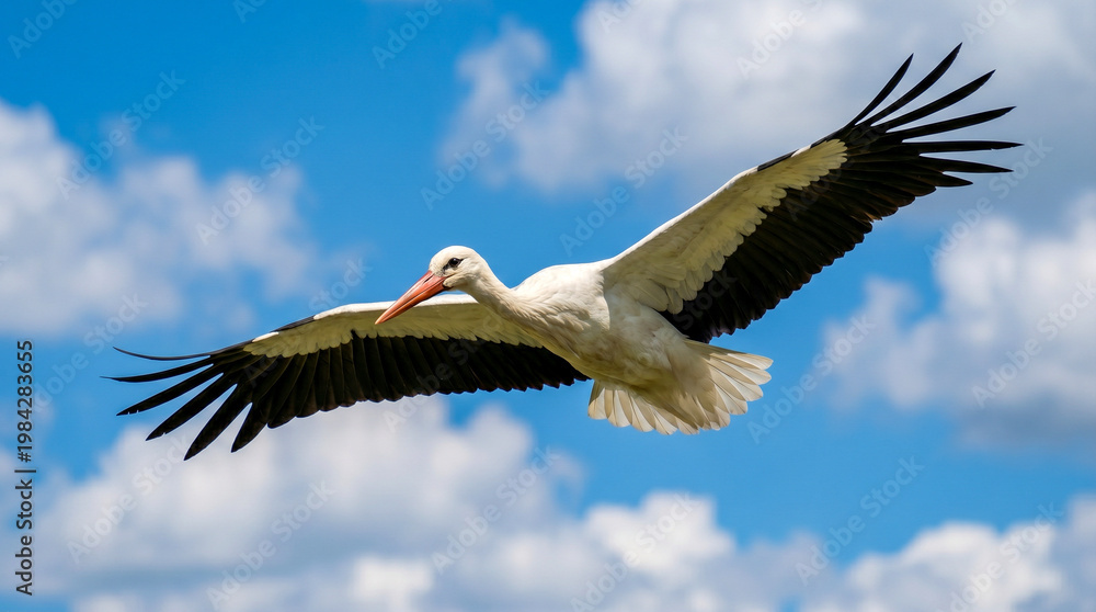 Obraz premium Fotografía hiperrealista de una cigüeña blanca volando con las alas extendidas contra un cielo azul vibrante con nubes blancas. Imagen de stock de alta resolución, luz natural, detalle plumaje nítido.