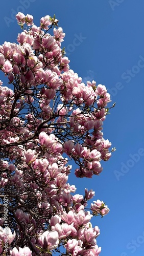 Magnolia blossom in spring in central Vienna park, Europe, sunny day