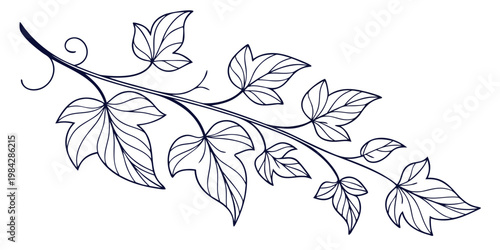 Stylized outline illustration of an ivy branch with leaves hand drawn black and white background botanical decoration ornament illustration climbing seasonal