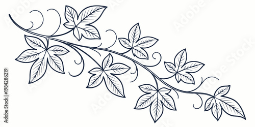 Outline drawing of ivy vine with leaves and tendrils hand drawn black and white background botanical decoration ornament illustration climbing seasonal evergreen